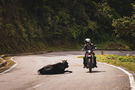 A motorcycle riding around a cow on the road 