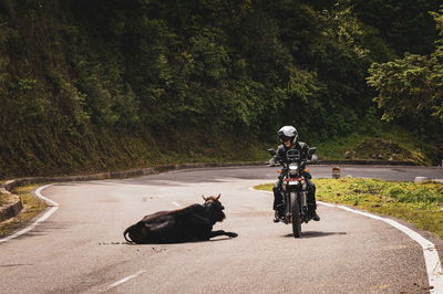 A motorcycle riding around a cow on the road 