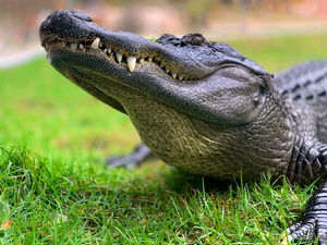 Alligator Photo by Jack Kelly on Unsplash