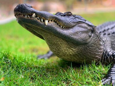 Alligator Photo by Jack Kelly on Unsplash