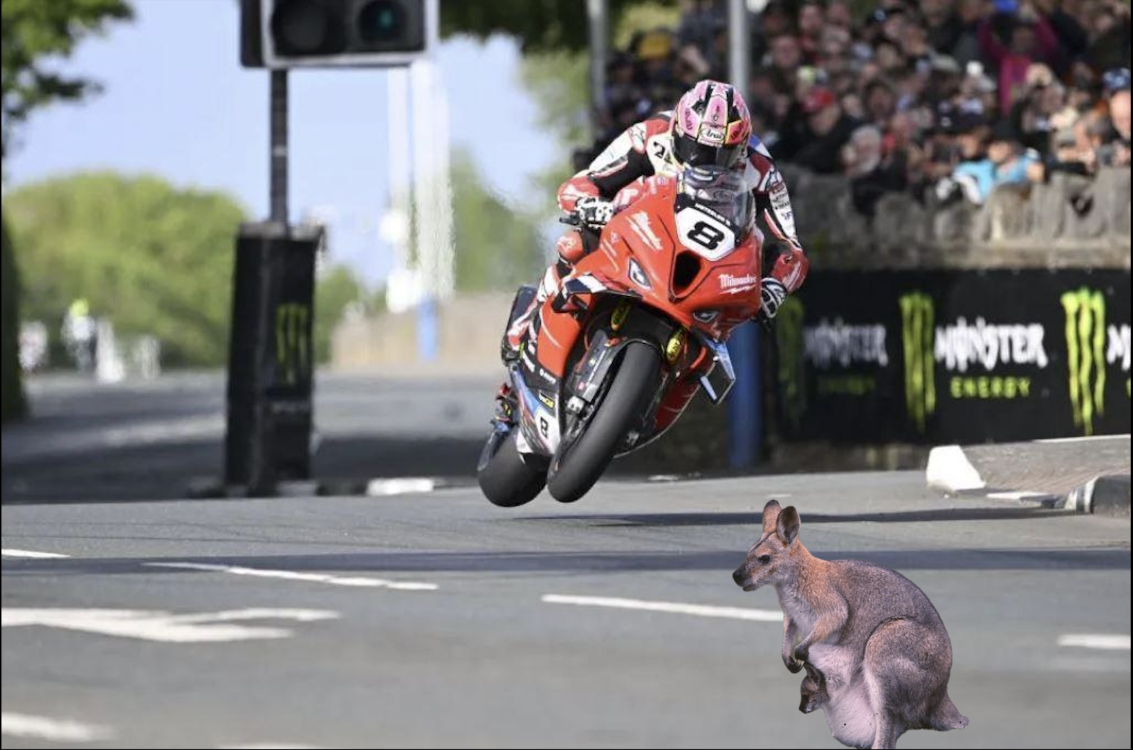 How a wallaby on the TT course 'could' look...