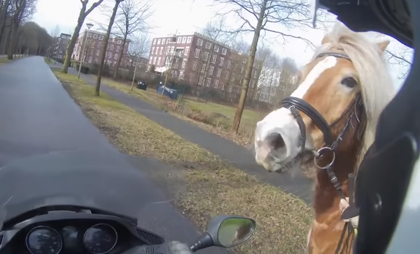 Scooter rider chases runaway horse