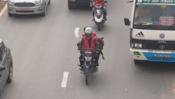 bovine biker