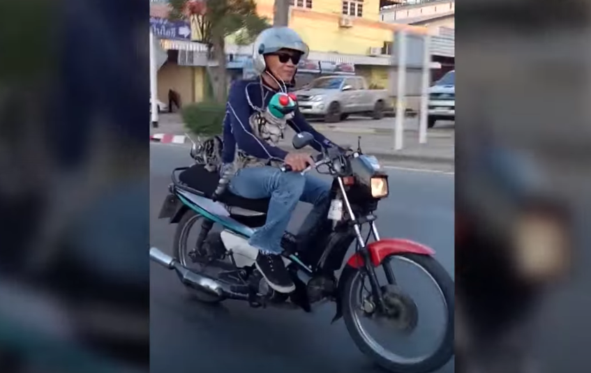 Video: Cats caught bizarrely riding pillion and wearing miniature helmets