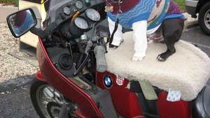 Man fined for taking his dog for a ride