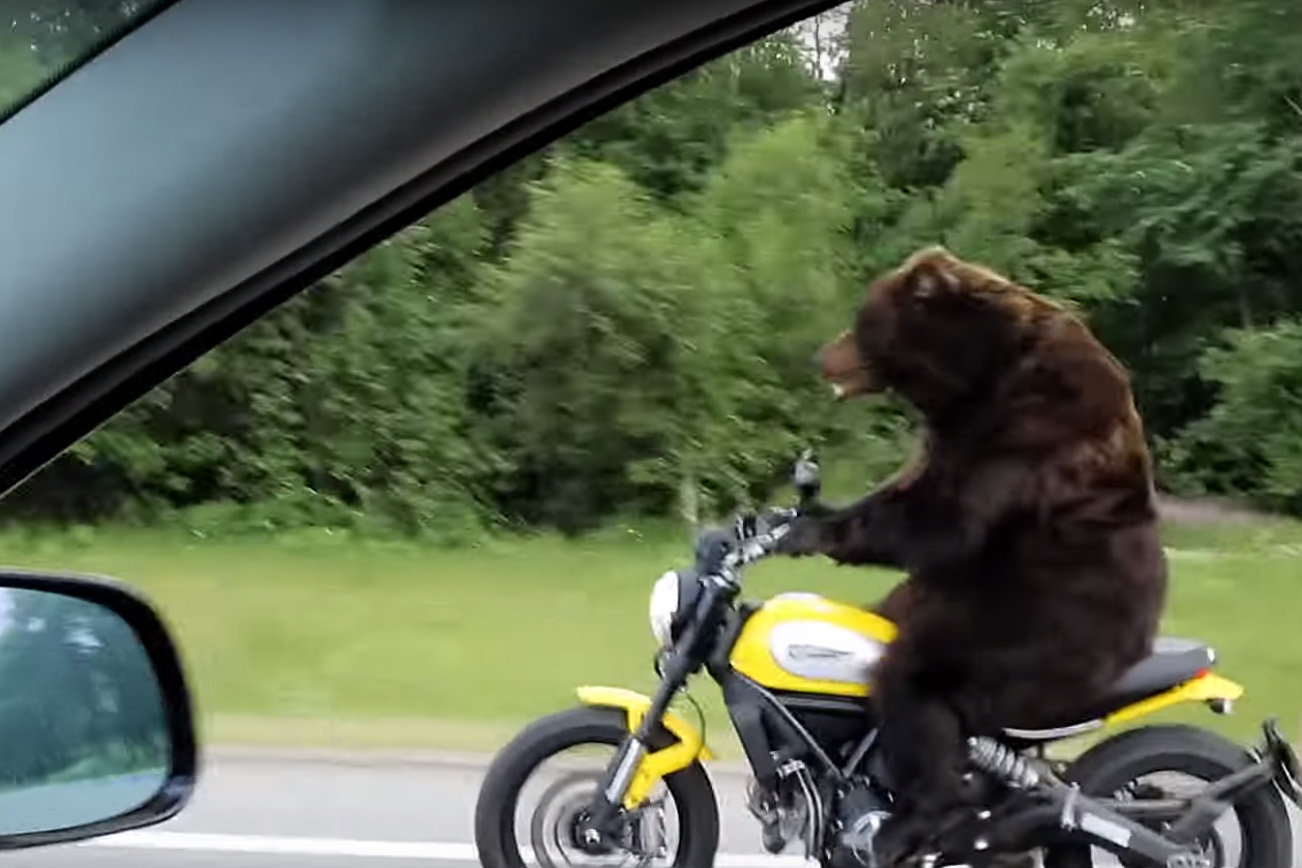 Video: follow the bear?