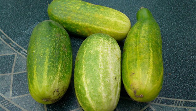 Hairdresser feeds blind biker LSD-laced gherkins