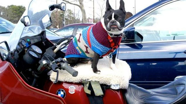 Biker dog owner charged with animal cruelty