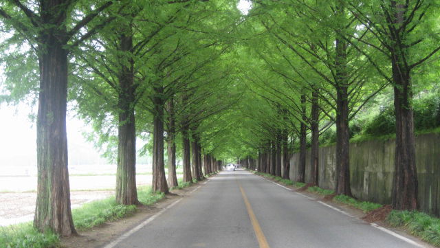 Trees: the latest speed reducing initiative