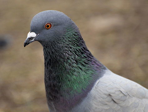 Rider survives 140mph pigeon crash