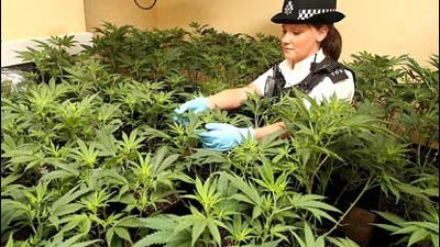 Classic bike enthusiast's cannabis-growing operation busted