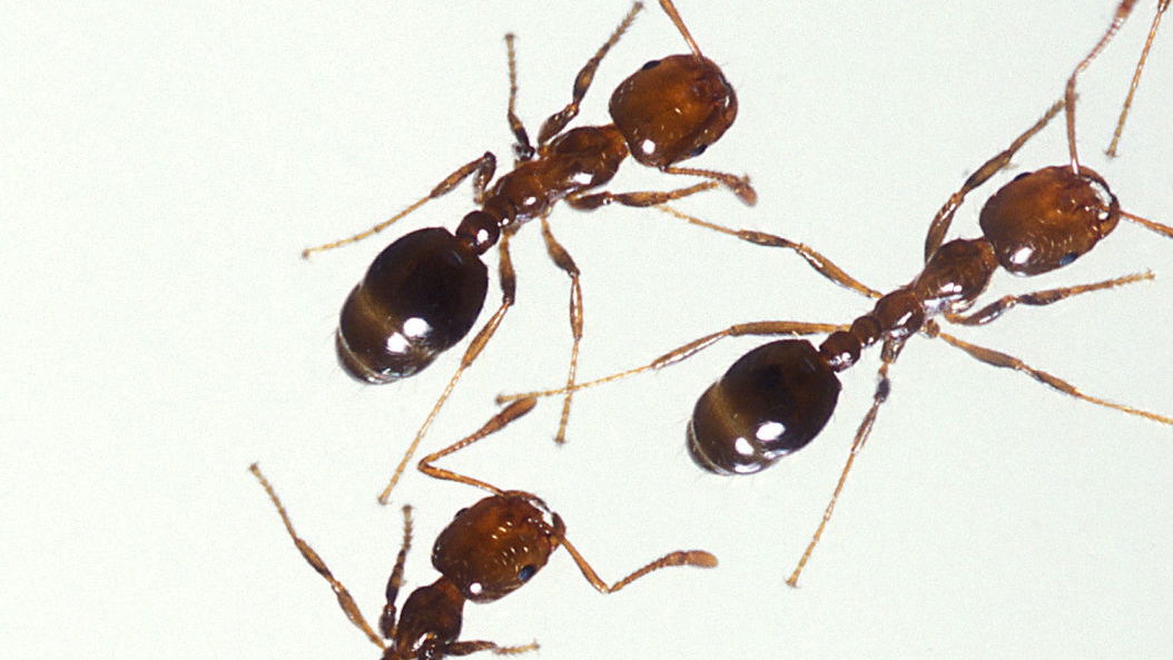 Amazon villagers torture motorbike thieves with venomous ants