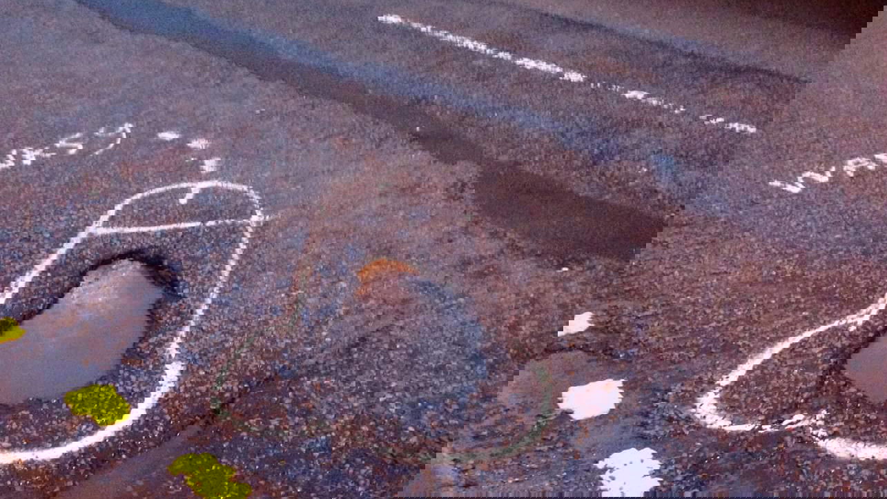 Campaigner highlights potholes by drawing penises around them