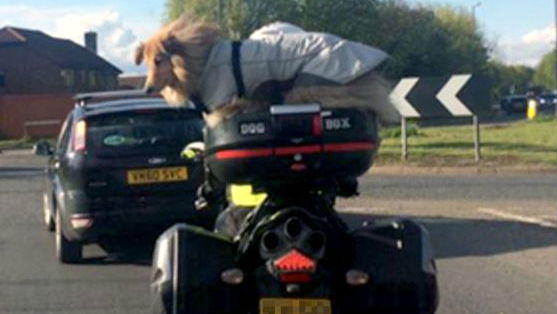 A case of the collie wobbles