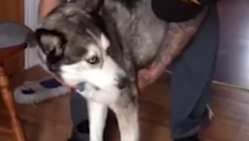 New Huskyvarna spied