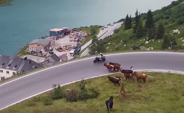 Biker won't get compensation from cow-caused crash