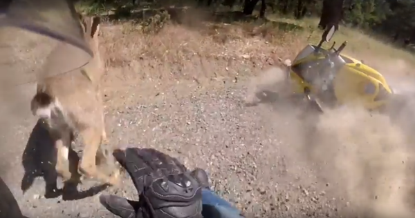 Oh deer! Motorcyclist caught up in canine collision