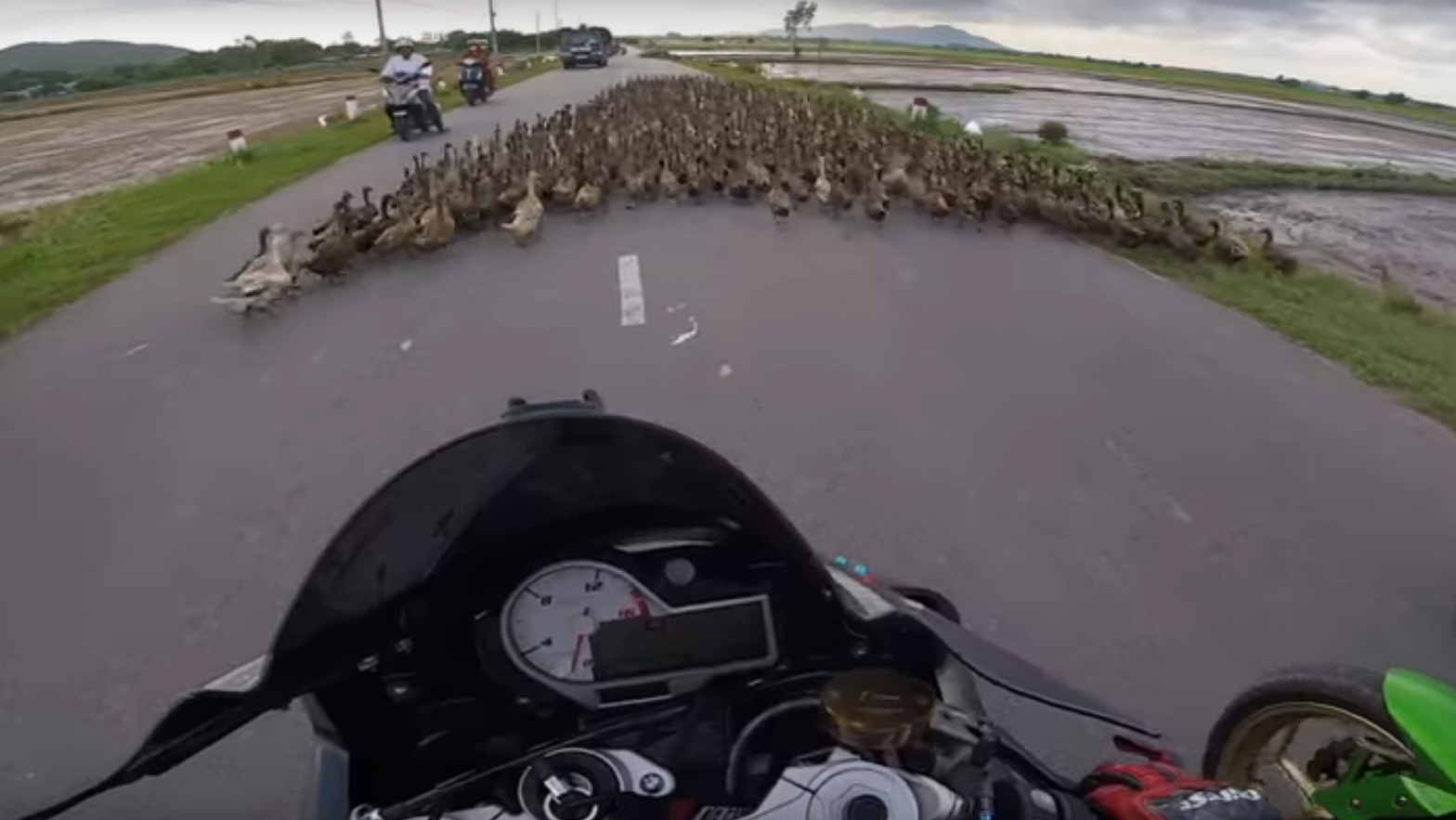 What the duck? Have a gander at this...