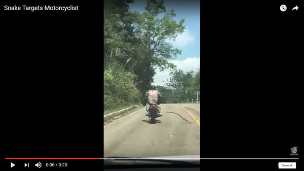 Quick reactions save motorcyclist from lunging snake