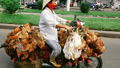 Vietnam bans birds on bikes