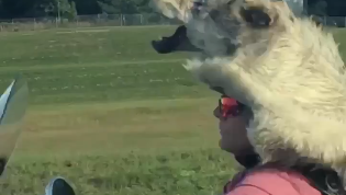 wolf helmet