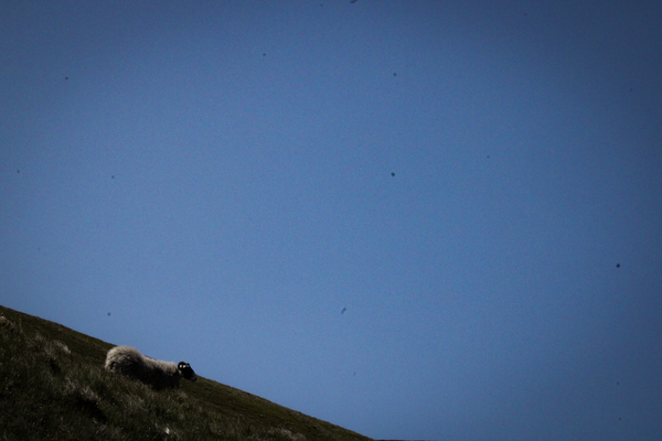 Sheep, Isle of Man.