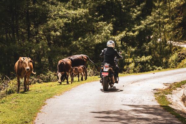 Riding past cows in Bhutan