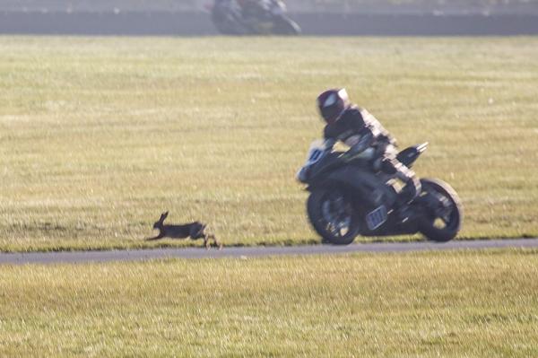 Hare-raising accident at Snetterton Harepin