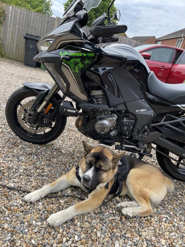 Versys and Luca the Akita