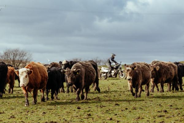 Triumph Scrambler 1200 XC becomes a cowherd 