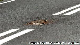 White line gang paint around dead badger