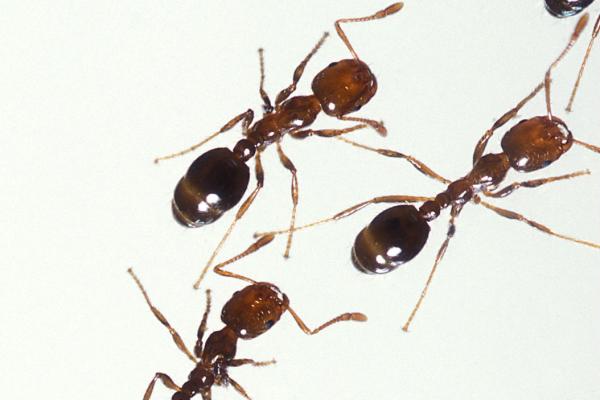 Amazon villagers torture motorbike thieves with venomous ants