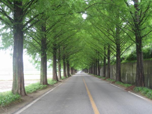 Trees: the latest speed reducing initiative