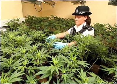 Classic bike enthusiast's cannabis-growing operation busted