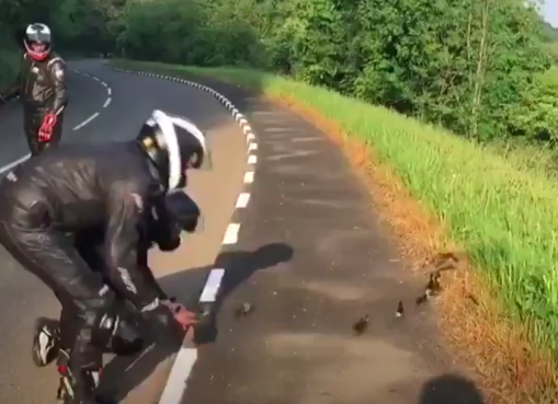 TT fans stop traffic to help ducklings cross Quarry Bends