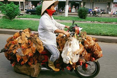 Vietnam bans birds on bikes