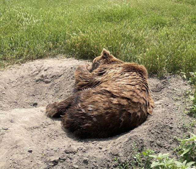 Yep, that's a bear asleep in it's dug-out bed!