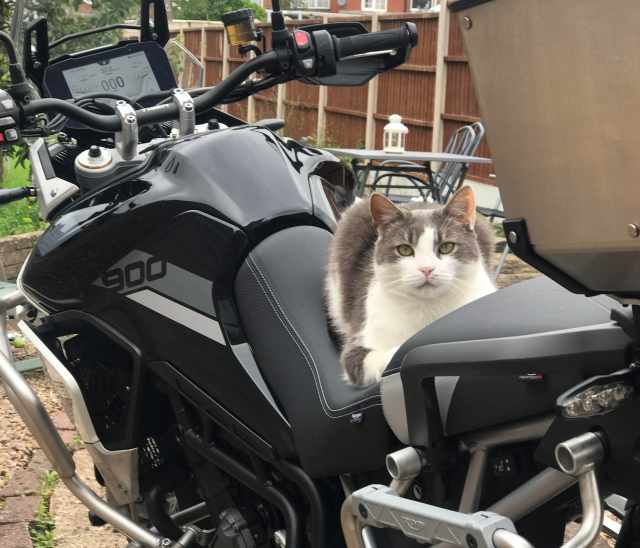 cat on motorcycle