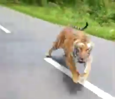 tiger chases motorcycle in India