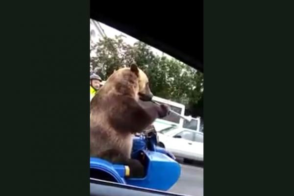 Bugle-playing bear rides in sidecar in Russian traffic jam