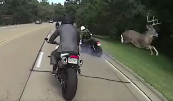 Motorcyclist sent flying after deer leaps across road