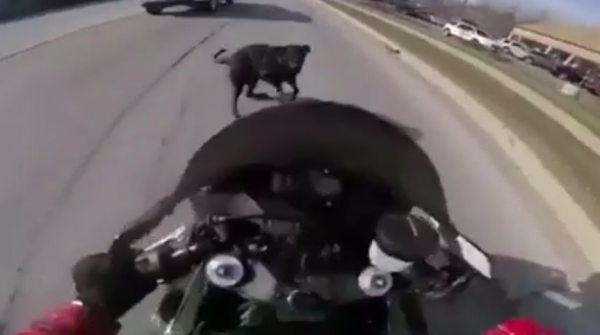 Biker avoids hitting dog and crashes