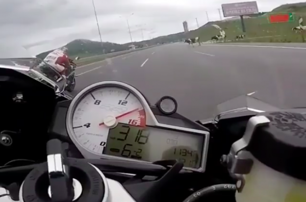 200mph motorcyclist has encounter of the bovine kind