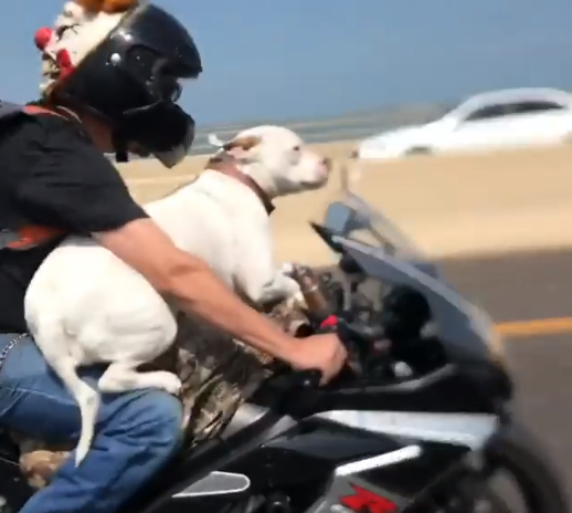 Dog riding on GSX-R sparks controversy online