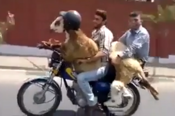 Men who ride with goats