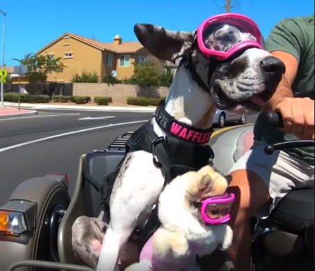 Sidecar dogs caught on camera