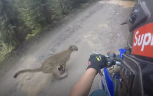 Dirt biker meets mountain lion